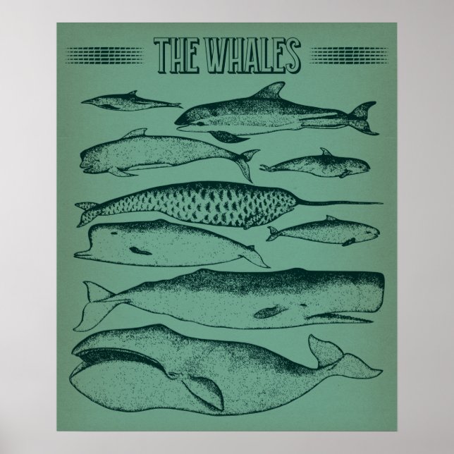 Old Illustration of Whales Poster (Front)