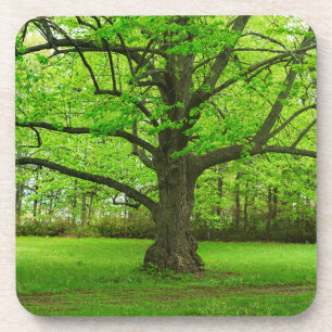 Old Linden Tree Coaster