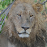 Old Lion Hanging Out. Trucker Hat<br><div class="desc">Taken near Chobe Camp in Botswana,  Afrca.</div>