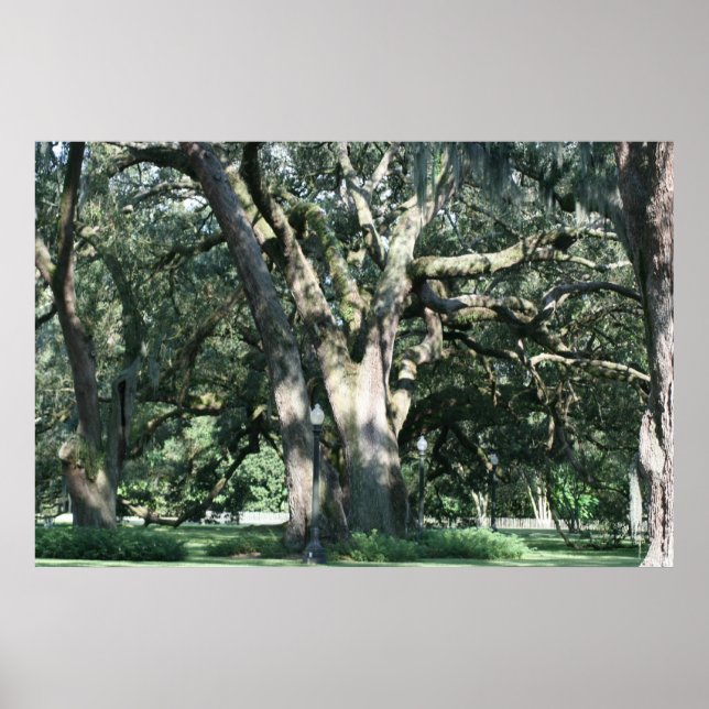 OLD LOUISIANA OAK TREE POSTER (Front)