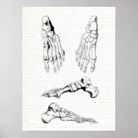 Old Medical Art Human Anatomy Bones of the Foot