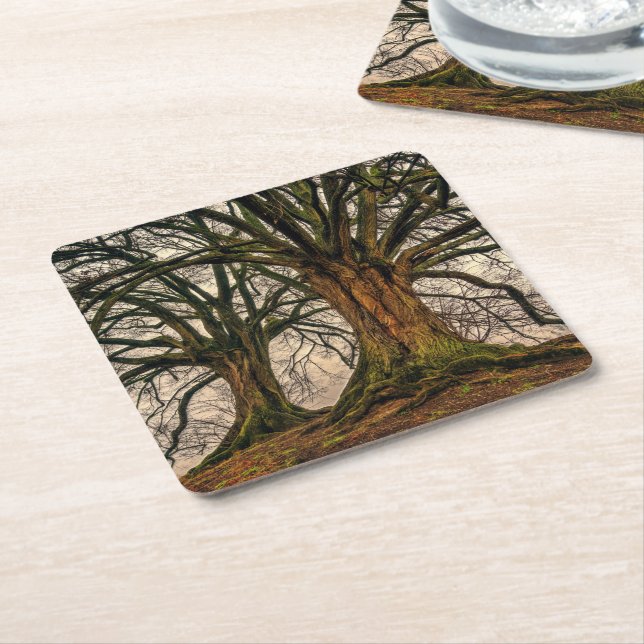 Old Oak Tree in Winter Square Paper Coaster (Angled)