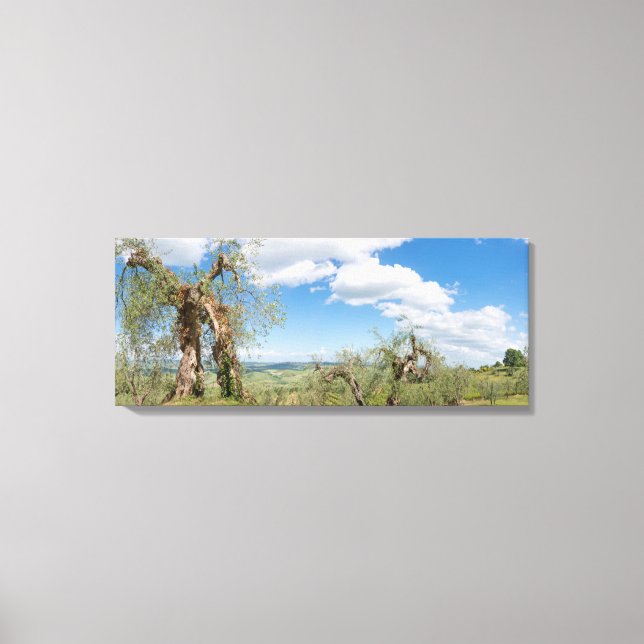 Old olive trees in a landscape in Tuscany Canvas Print (Front)