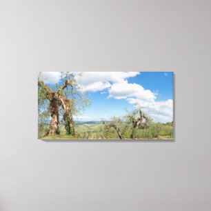 Old olive trees in a landscape in Tuscany Canvas Print