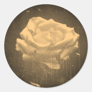 Old Photo Beautiful Pink Rose Close-up Classic Round Sticker