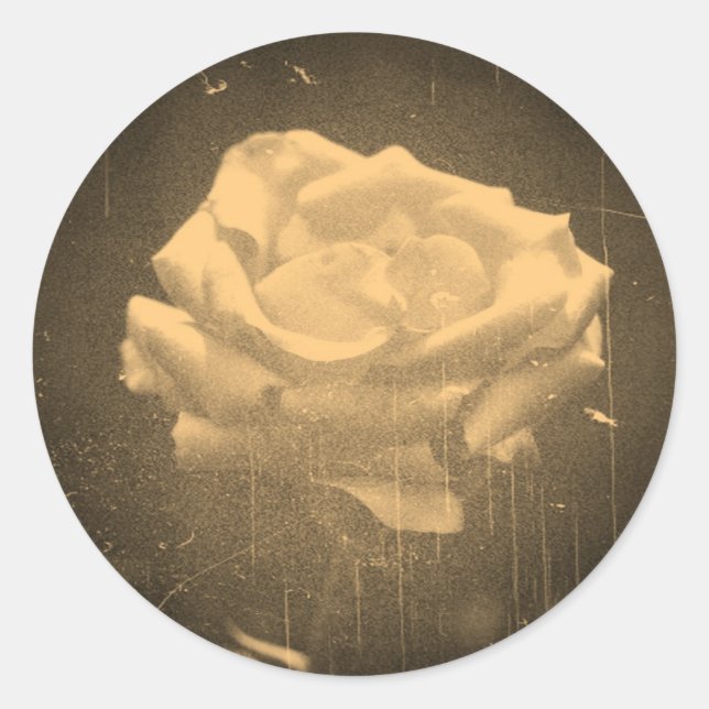 Old Photo Beautiful Pink Rose Close-up Classic Round Sticker (Front)