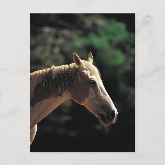 Old Pinto Postcard (Front)