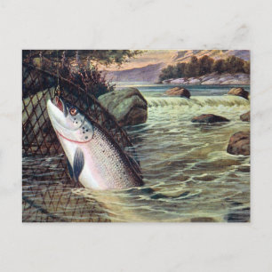 Old Postcard - A Salmon Landed
