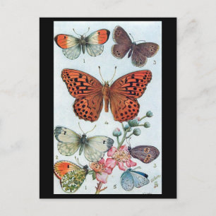 Old Postcard - Butterflies