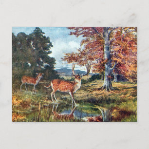 Old Postcard - Fallow Deer