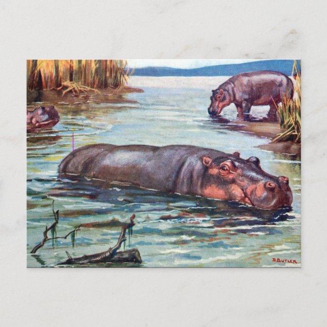 Old Postcard - Hippopotamus (Front)