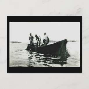 Old Postcard - Newfoundland, Cod Fishing