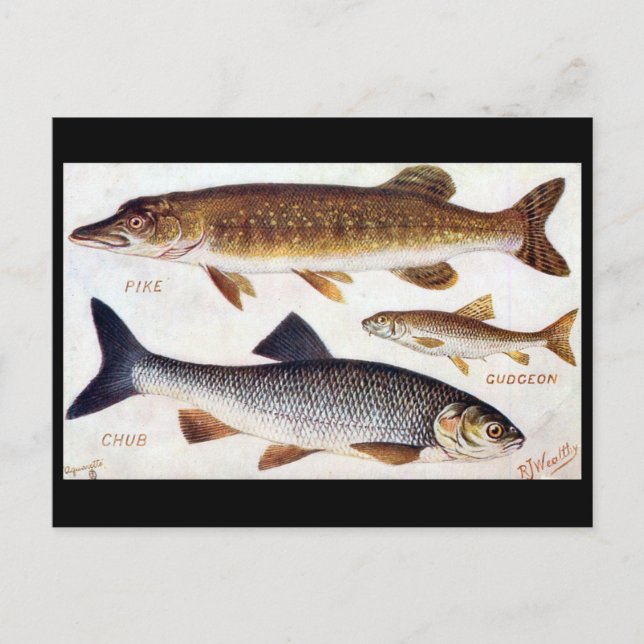 Old Postcard - Pike, Gudgeon and Chub (Front)