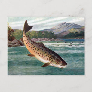 Old Postcard - Trout