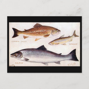 Old Postcard - Trout, Vendace and Salmon
