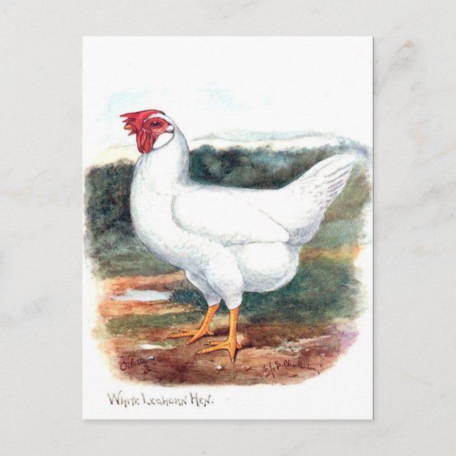 Old Postcard - Whire Leghorn Hen (Front)