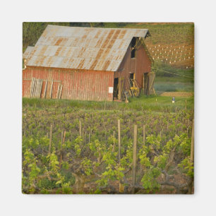 Old red barn at the edge of Zinfandel vineyard Magnet