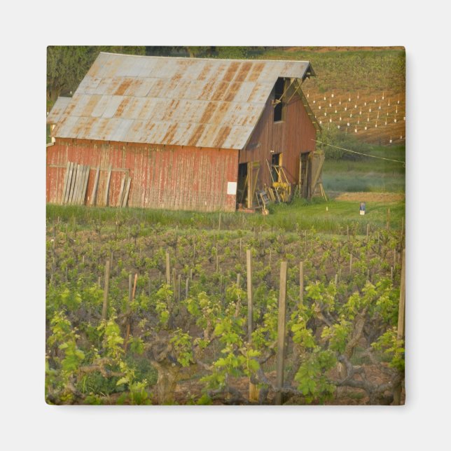 Old red barn at the edge of Zinfandel vineyard Magnet (Front)
