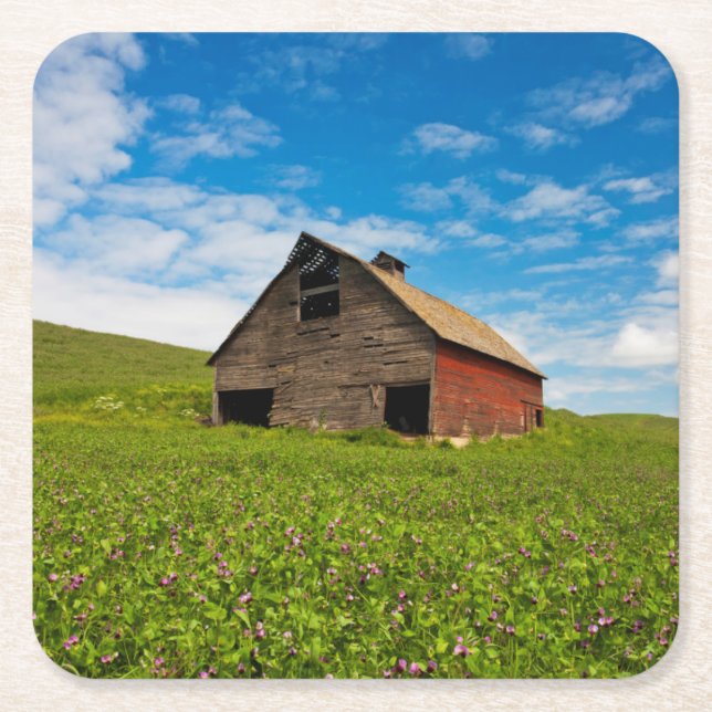 Old, red barn in field of chickpeas square paper coaster (Front)