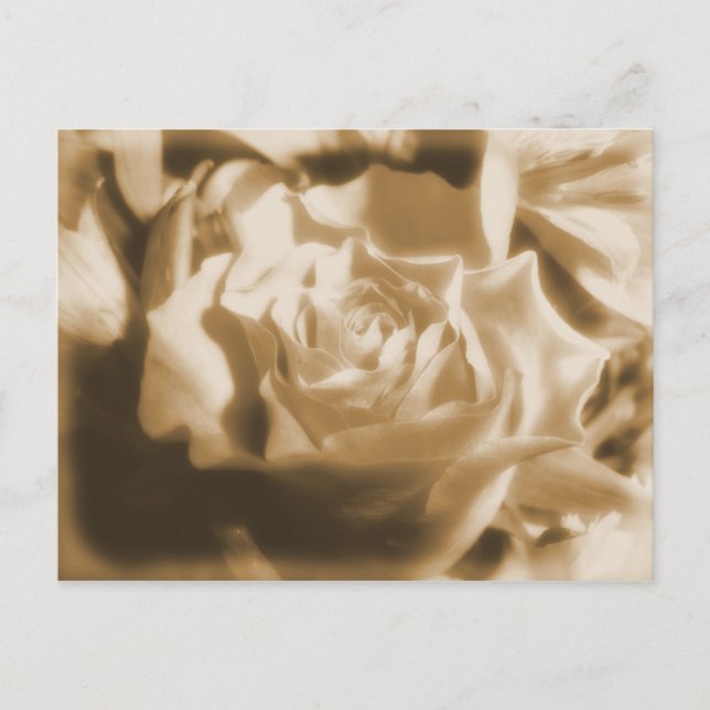 Old Rose Postcard (Front)