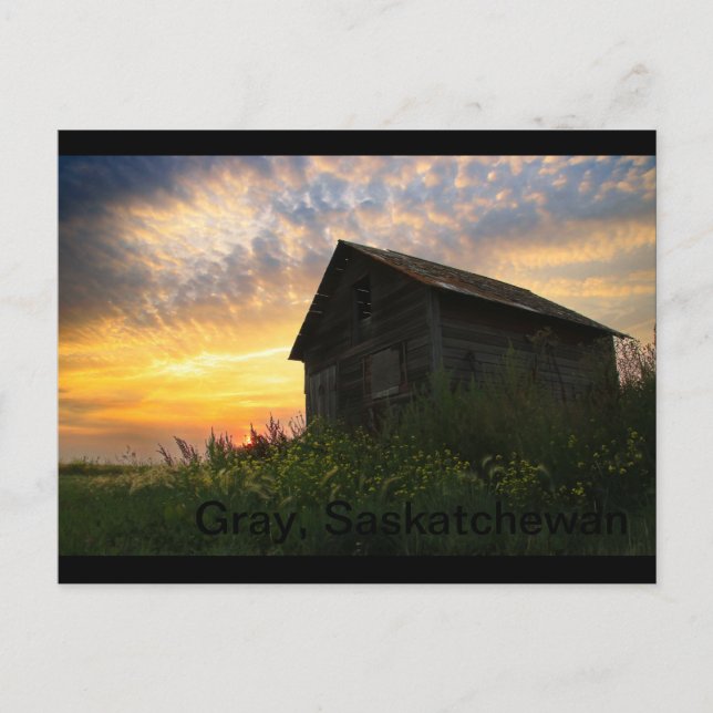 Old shed outside of Grey, Saskatchewan Postcard (Front)