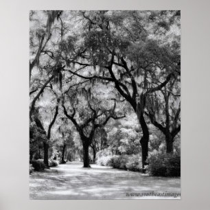 Old Southern Walkway Poster
