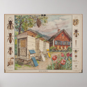 Old Swedish school wall chart - Bees