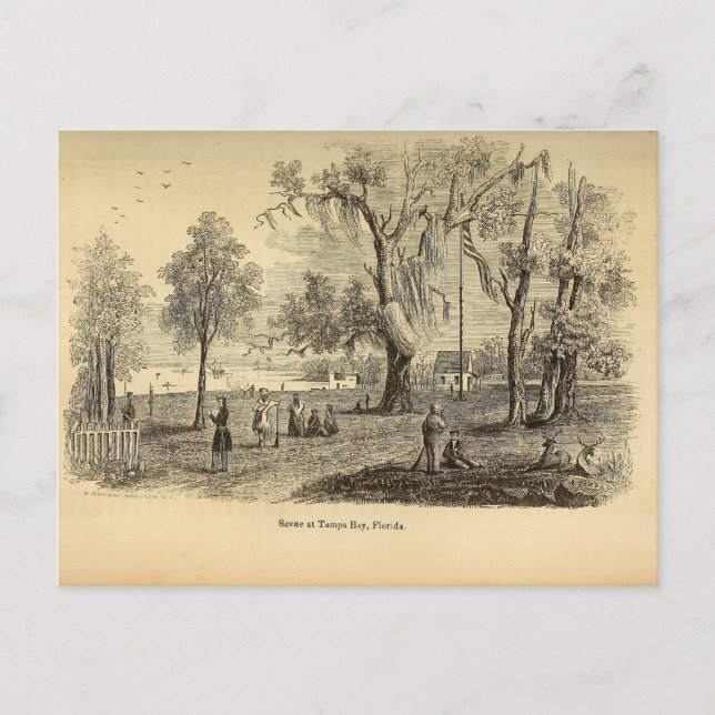 Old Tampa Bay Postcard (Front)