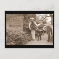 Old Time donkey postcard