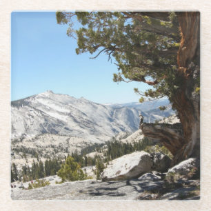 Old Tree at Yosemite National Park Glass Coaster
