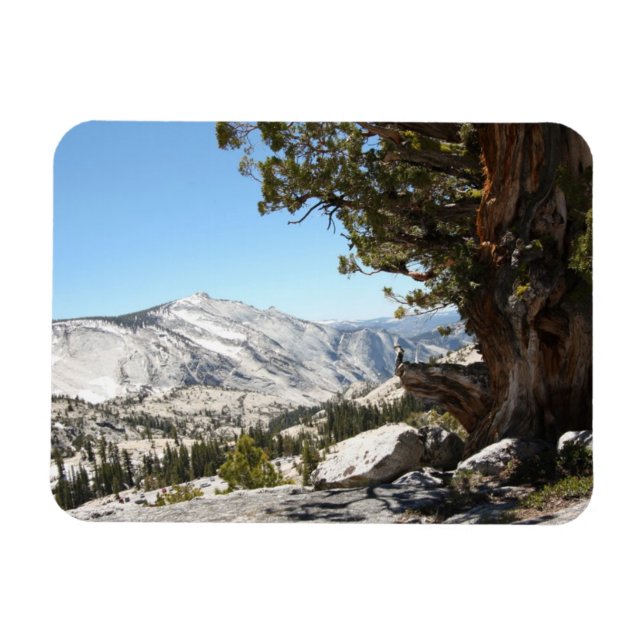 Old Tree at Yosemite National Park Magnet (Horizontal)