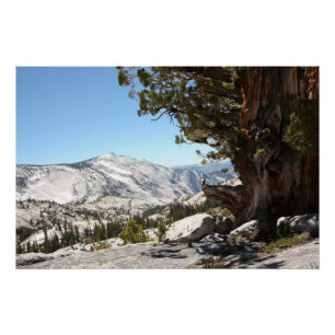 Old Tree at Yosemite National Park Poster
