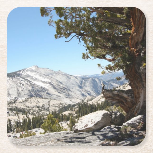 Old Tree at Yosemite National Park Square Paper Coaster (Front)