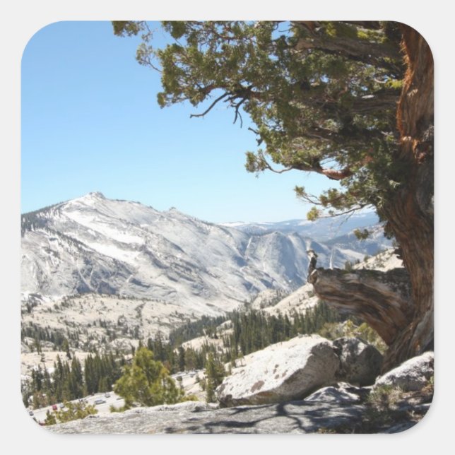 Old Tree at Yosemite National Park Square Sticker (Front)
