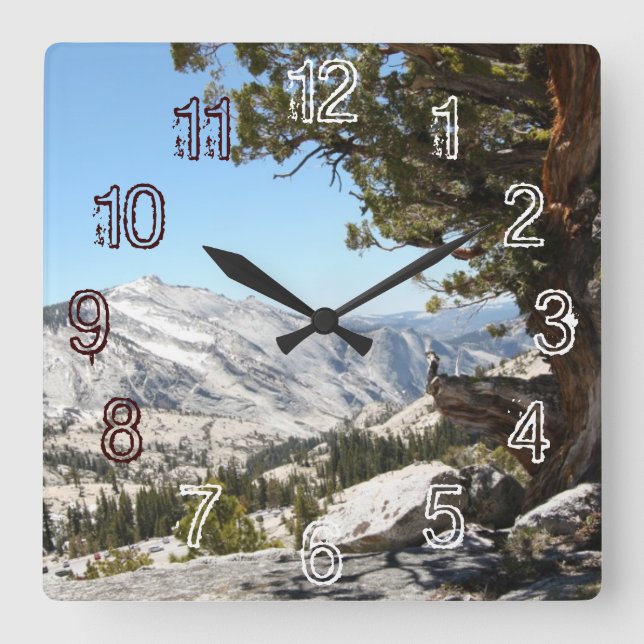 Old Tree at Yosemite National Park Square Wall Clock (Front)
