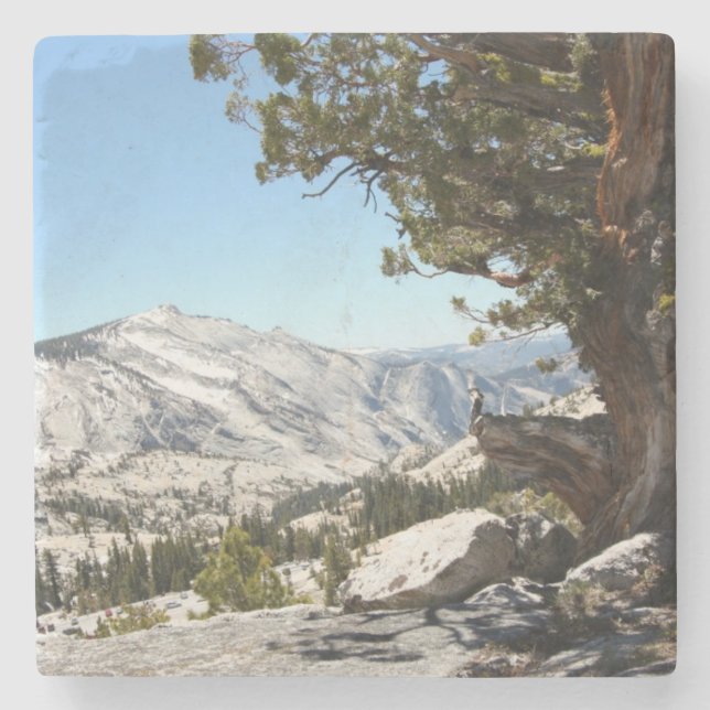 Old Tree at Yosemite National Park Stone Coaster (Front)