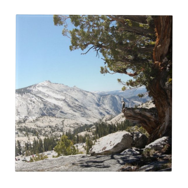 Old Tree at Yosemite National Park Tile (Front)