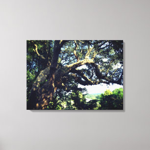 Old Tree Photo Single Print