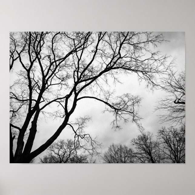 Old Tree Poster (Front)