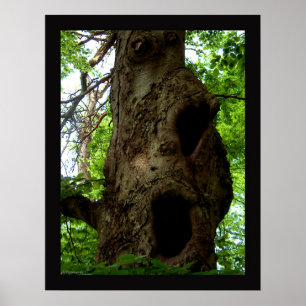 Old tree poster