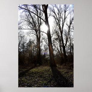 Old Tree , Winter Sun Poster