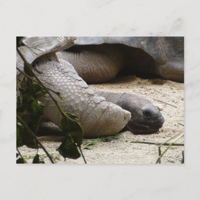 Old Turtle Postcard (Front)