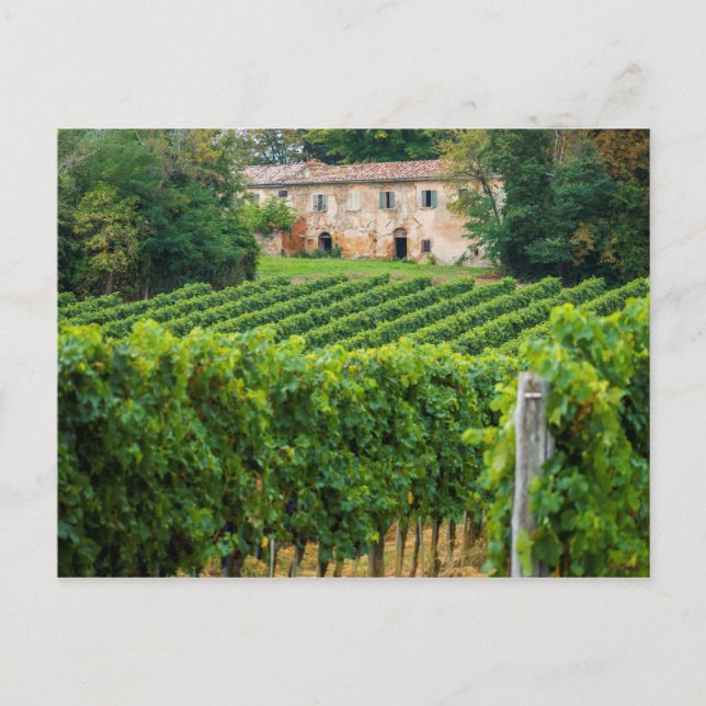 Old Tuscan Vineyard and Villa Postcard (Front)