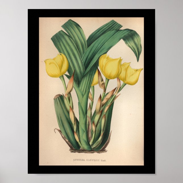 Old Vintage Orchid Flower Print Yellow (Front)