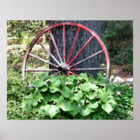 Old Wagon Wheel Trillium Flower Garden