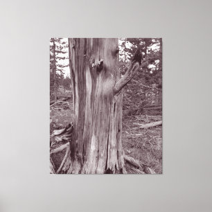 Old Weathered Pine Tree Trunk Canvas Print