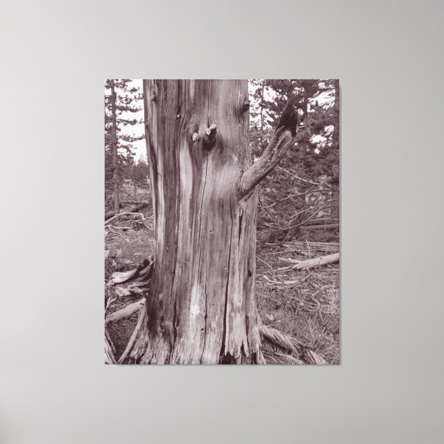 Old Weathered Pine Tree Trunk Canvas Print (Front)