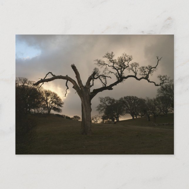 Old Winter Oak Postcard (Front)