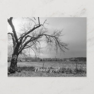 Old Winter Tree Grayscale Postcard