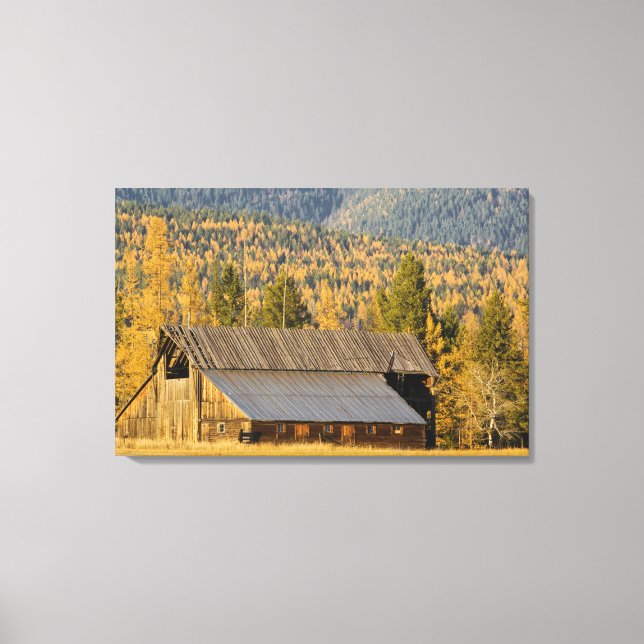 Old wooden barn with autumn tamaracks near canvas print (Front)